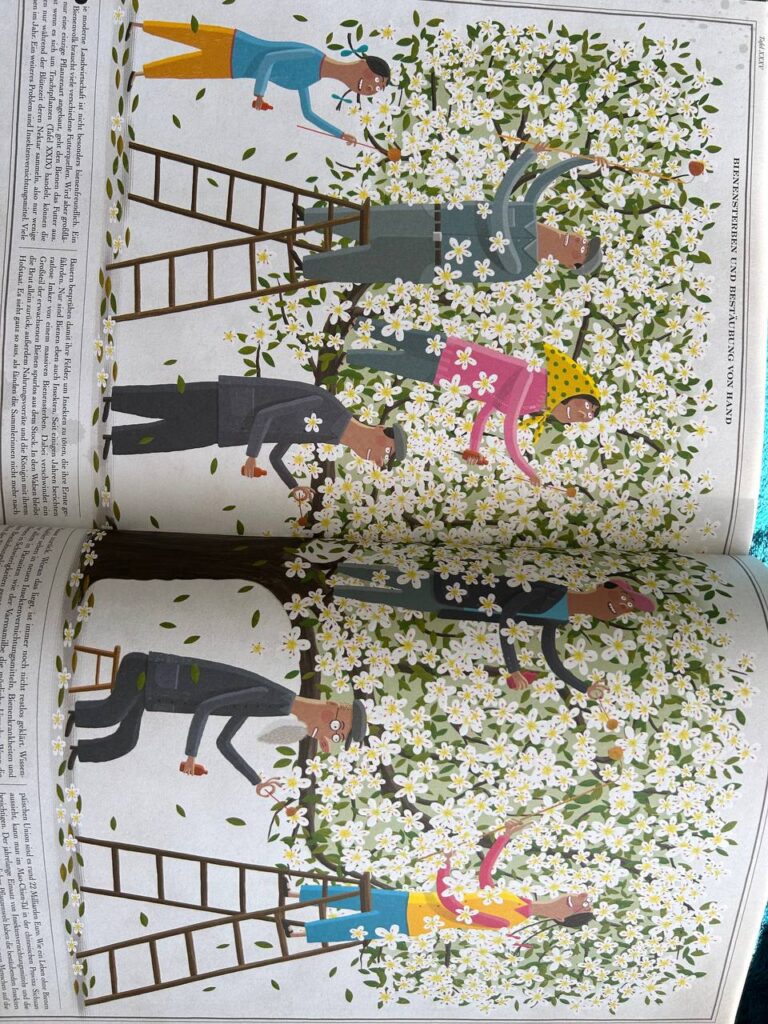 Aufgeschlagene, illustrierte Buchseite mit Menschen bei der manuellen Bestäubung eines blühenden Baumes.